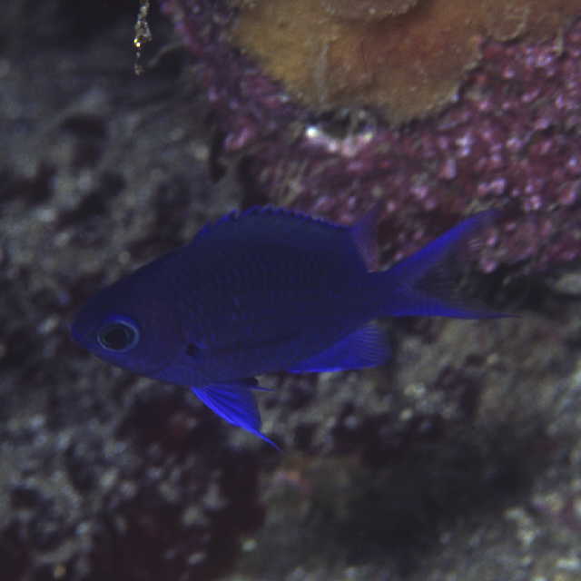 Chromis albomaculata